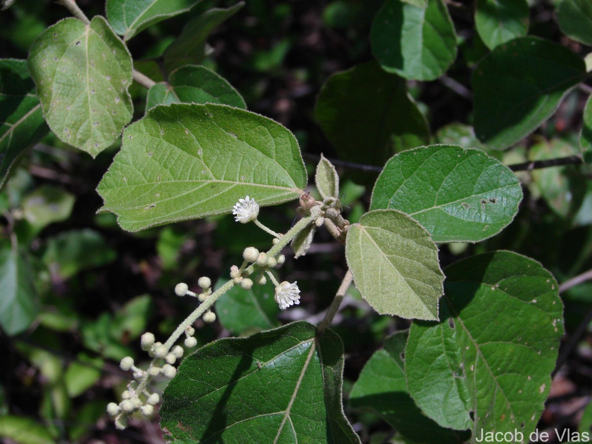 Croton aromaticus L.